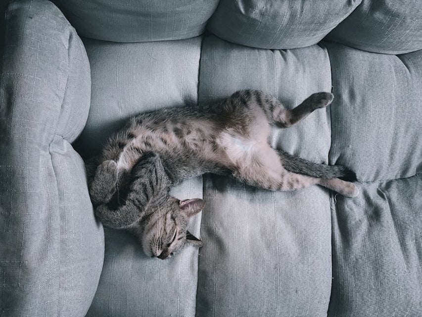 répulsif pour chat qui grimpe dans le canapé