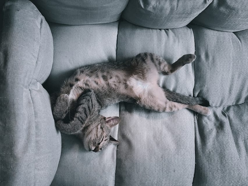 répulsif pour chat qui grimpe dans le canapé