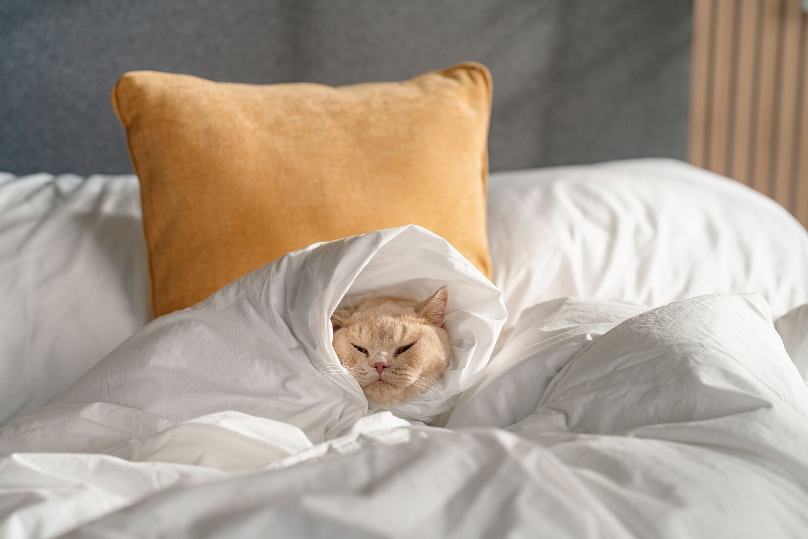 Gato naranja acurrucado en la cama envuelto en un edredon