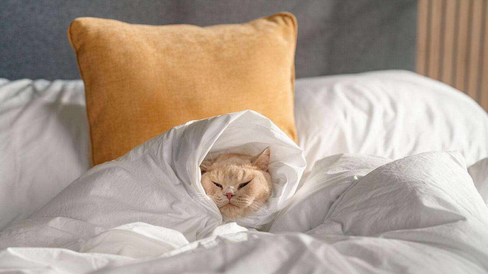 Gato naranja acurrucado en la cama envuelto en un edredon