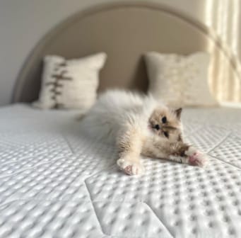 Kat languit op een bed met de Emma Original Pro Topper - een luxe topper met diamantstructuur, naast sierkussens en een gestoffeerd hoofdbord, in een rustgevende slaapkamer.