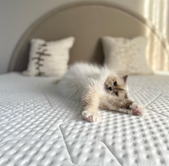 Kat languit op een bed met de Emma Original Pro Topper - een luxe topper met diamantstructuur, naast sierkussens en een gestoffeerd hoofdbord, in een rustgevende slaapkamer.
