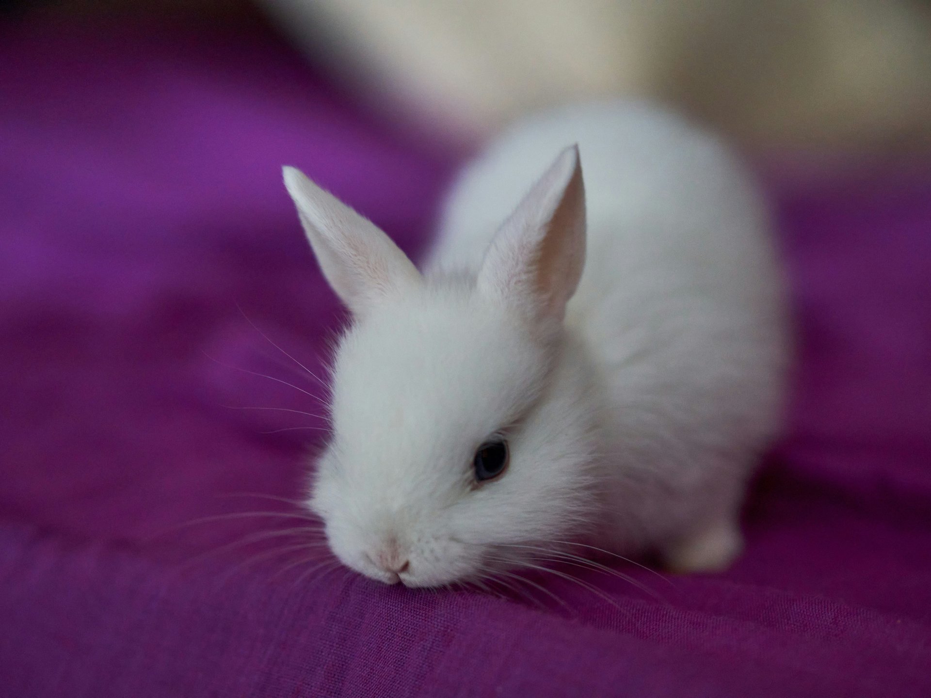 Lapin blanc sur canapé