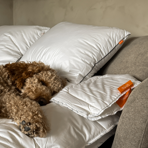 Slapende, krullende hond ligt op witte kussens en een dekbed op een beige bank, naast een compact opgevouwen wit dekbed met oranje labels.