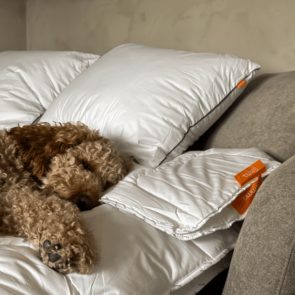 Slapende, krullende hond ligt op witte kussens en een dekbed op een beige bank, naast een compact opgevouwen wit dekbed met oranje labels.