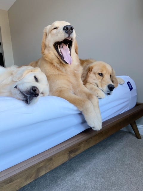 Drei Golden Retriever entspannen auf einer weißen Emma Matratze in einem modernen Schlafzimmer.