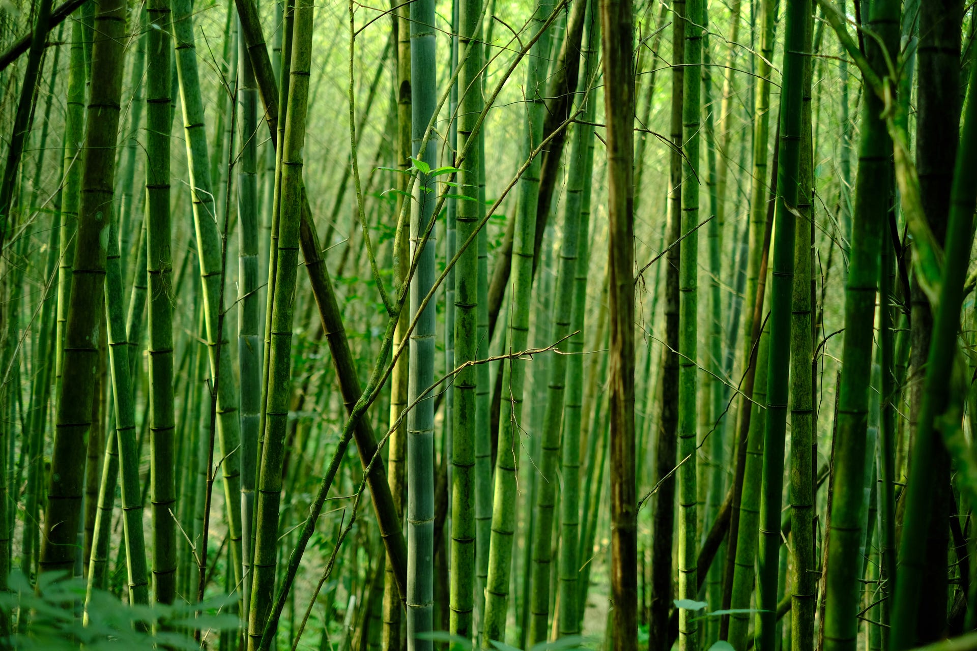 Oreiller Bambou