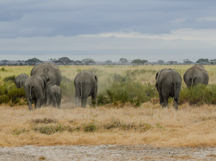 A heard of elephants moving towards the sunset on a green and flourishing savannah envireonment.