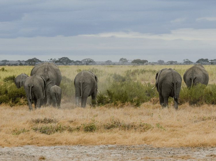 A heard of elephants moving towards the sunset on a green and flourishing savannah envireonment.