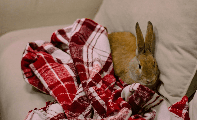 répulsif pour lapin qui monte sur le canapé
