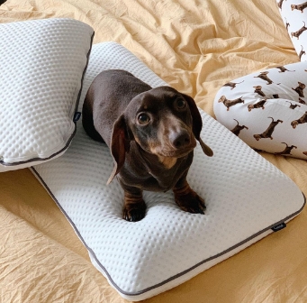 Emma Diamond Kussen met witte hoes op beige bed—kleine bruine teckel zit erop.