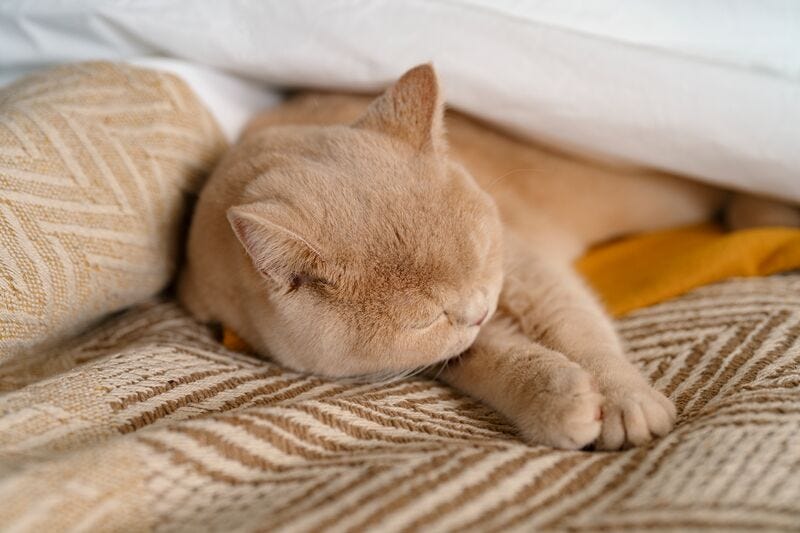 gato marrón dormido encima de una cama
