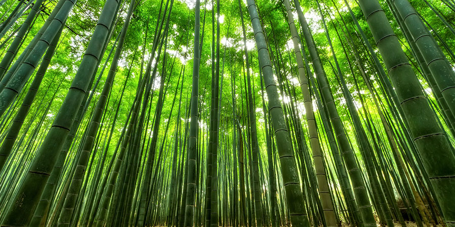 oreiller bambou
