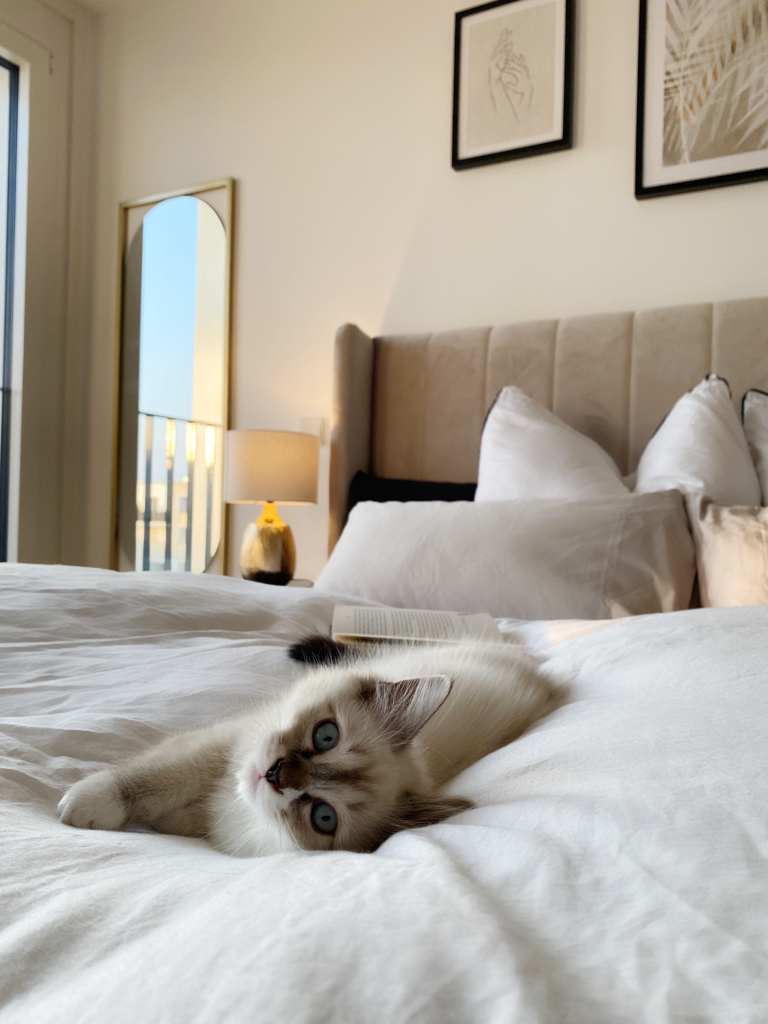 Katze liegt entspannt auf einem weißen Bett mit Emma Kissen in modernem Schlafzimmer.