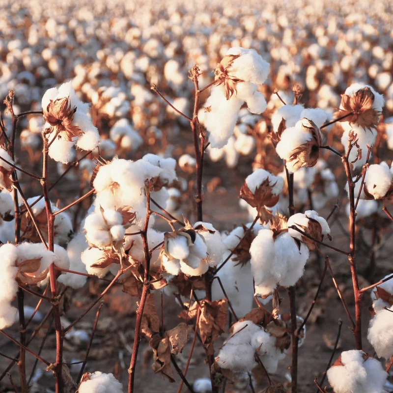 Close-up van witte katoenbollen aan bruine stelen in veld met droge bladeren—natuurlijke vezels in open landschap.