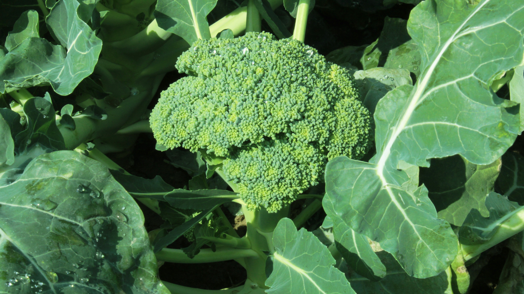 Organic vegetable supply shortage for Thanksgiving