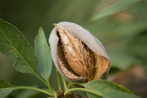 stockvault-almonds-on-the-tree207438.jpg stockvault-almonds-on-the-tree207438.jpg