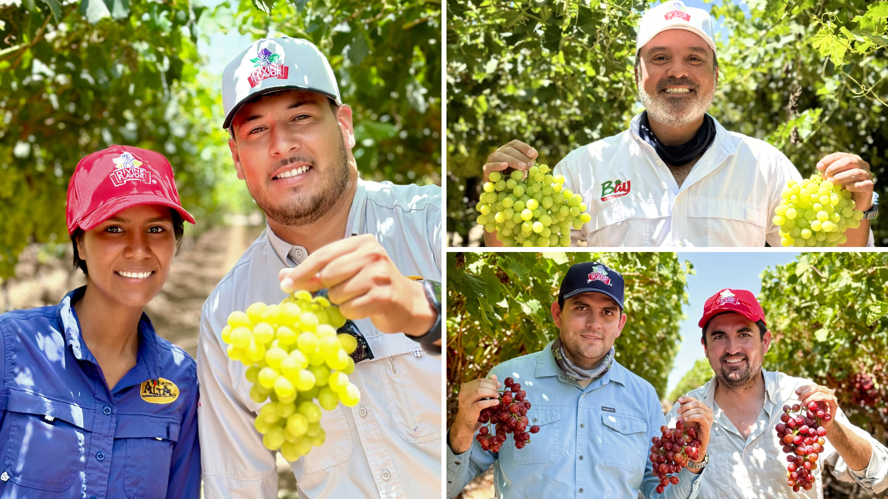 Growers increase volume to meet increasing consumer appetite for