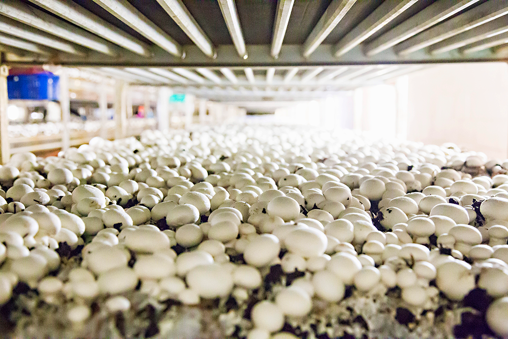 Highline Mushrooms launches organic white flat mushrooms