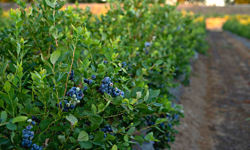 40 Years of Success for California Giant Berry Farms