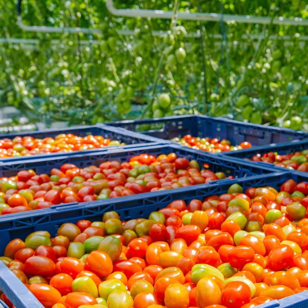 Windset Farms continues strong product, packaging investments for organics