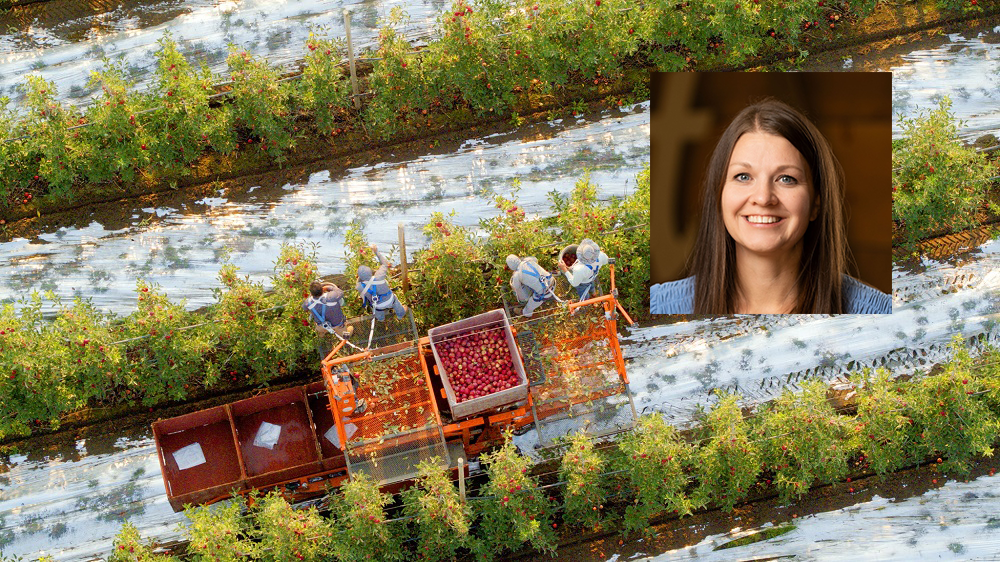 Stemilt's EZ Band Offers a Sustainable Packaging Option for