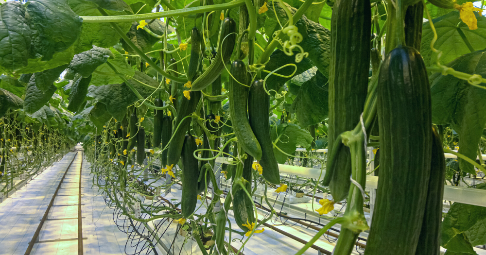 Demand for Organic Cucumbers Continues to Increase