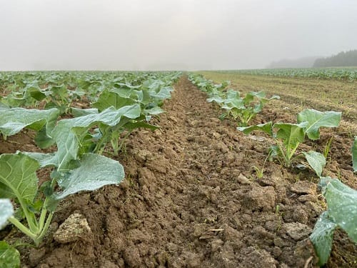 sending tobacco to uk from eu UK customs allowances