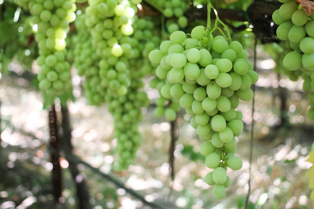 洋書 Beyond The Grapes: Napa Valley 洋書 Beyond The Grapes: Napa Valley Beyond the Grapes: An