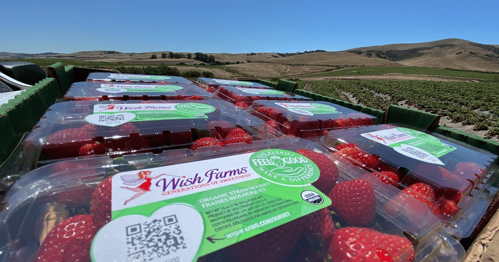 Wish Farms Sees Rise in Organic Berry Interest