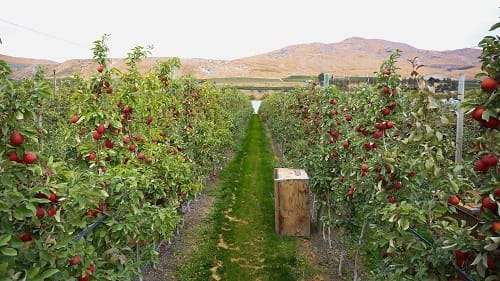 Organic Apple Crop Feeling the Heat