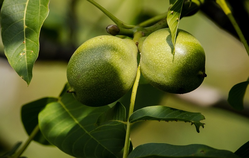 Organic Walnut Info Difficult to Ascertain