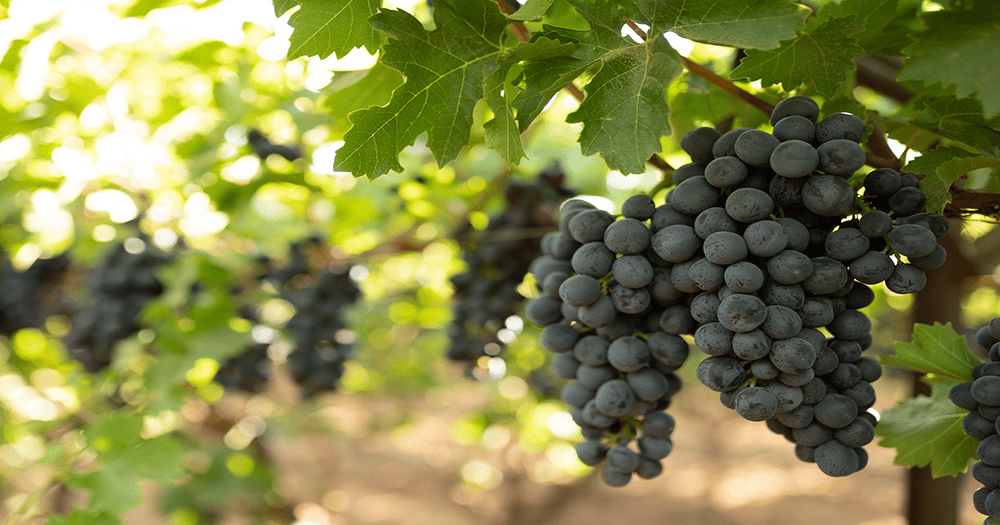 Organic Grapes Heading Back to Stores