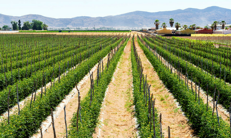 Jacobs Farm Del Cabo Breeding Organic Cherry Tomatoes for Flavor