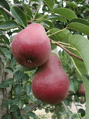 Stream Line Pears Bridges Produce Kicks Off Import Organic Pear Season