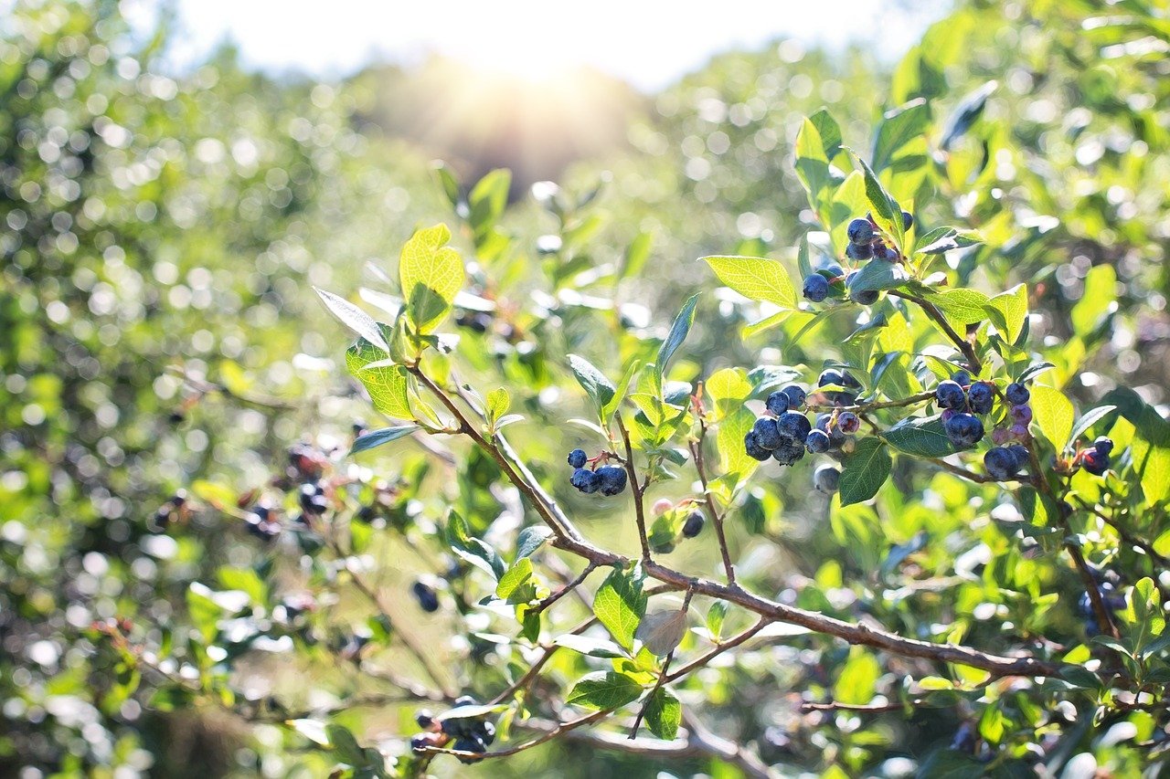 A berry good summer for organic berries A berry good summer for organic berries