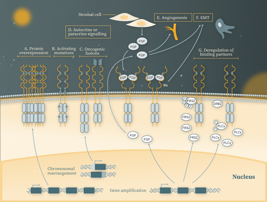The role of FGFR alterations in tumourigenesis