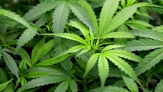 Capsaicin and Cannabis: The Hot and Cool of Joint Care Capsaicin and Cannabis: The Hot and Cool of Joint Care