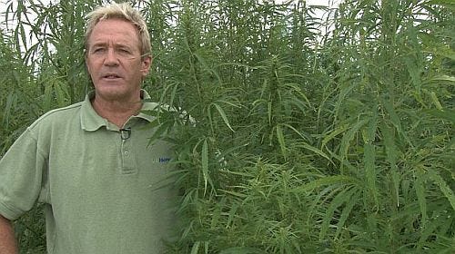 Chris Boucher of CannaVest Corp. inspects a hemp field at Murray State University. CannaVest donated the seeds for the hemp research project.