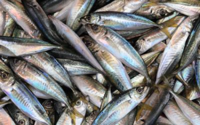 The Changing Dynamics of the Omega-3 Industry