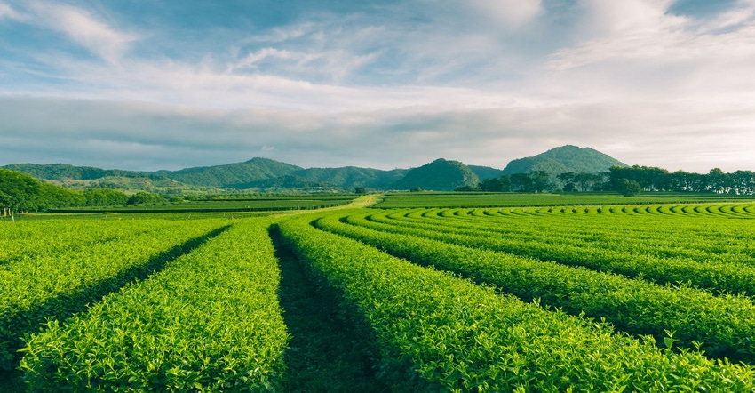 Tea plantation landscape.jpg