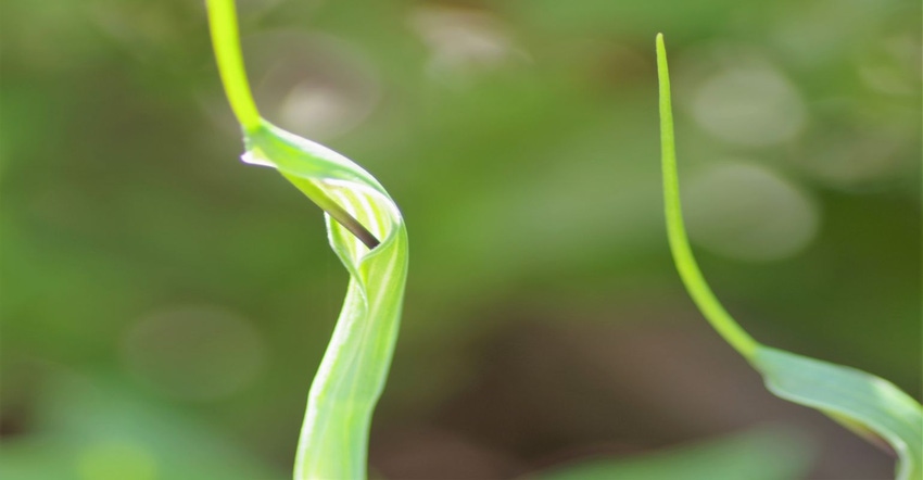 Pinellia ternata.jpg Pinellia ternata.jpg