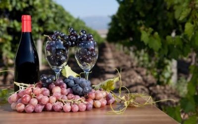 Resveratrol Activity Not Limited to Sirtuin Resveratrol Activity Not Limited to Sirtuin
