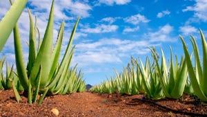 Aloe Council, Probiotics Association Announce new Leadership