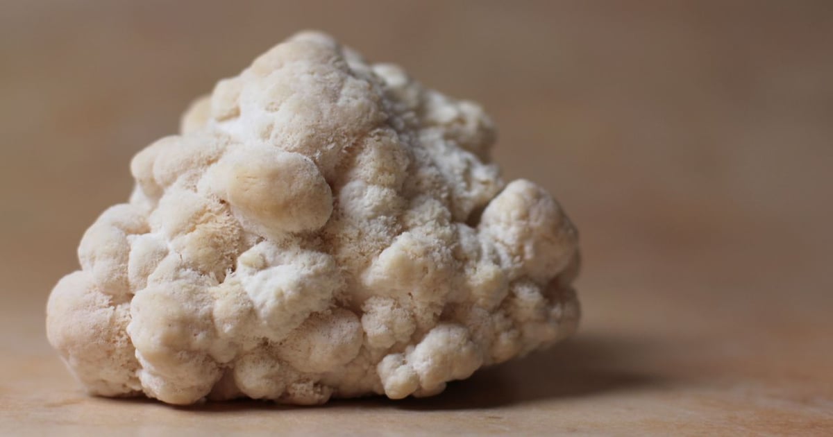 Supplement Shorts: Domestic mushroom ingredient production scales up