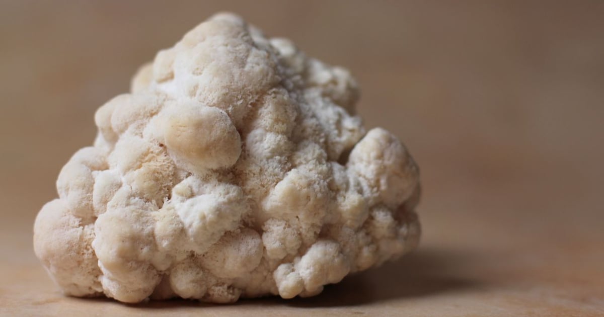 Supplement Shorts: Domestic mushroom ingredient production scales up