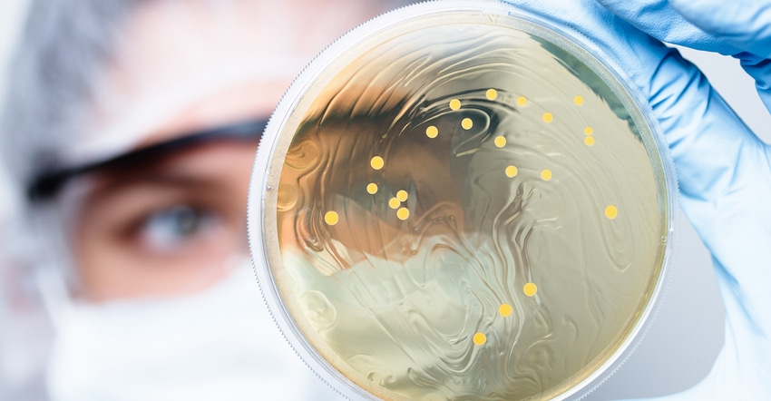 Testing probiotic applications.jpg Testing probiotic applications.jpg