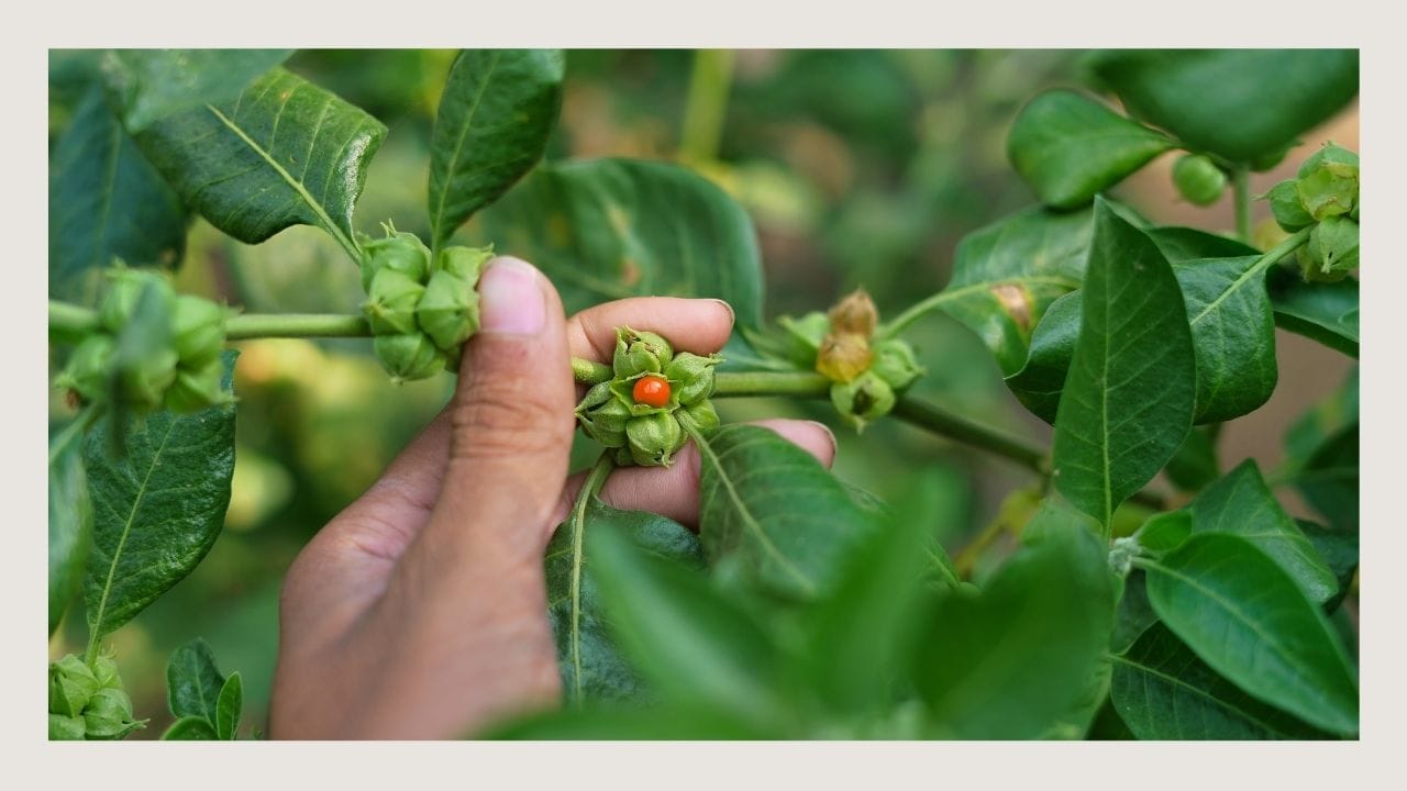 Ashwagandha regulation around the world: FAQ