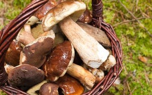 Mushroom Extracts Grow in Longevity Markets