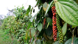 Research: Healthy Effects of Black Pepper Fruits Extract, Tocotrienols, Terminalia Bellerica